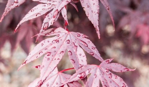 acer-japanse-esdoorn-hoveniersbedrijf-tuinwijzer-hoorn.624x365x1